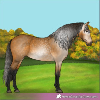 Horse Color:Gray Buckskin 
