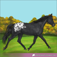 Horse Color:Black Appaloosa 