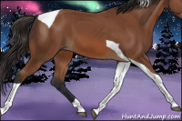 Horse Color:Bay Tobiano 