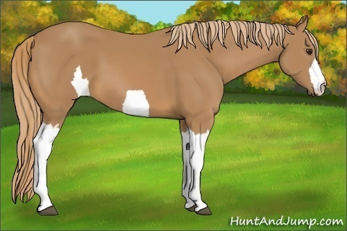 Horse Color: Unknown 