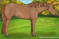 Horse Color:Unknown 