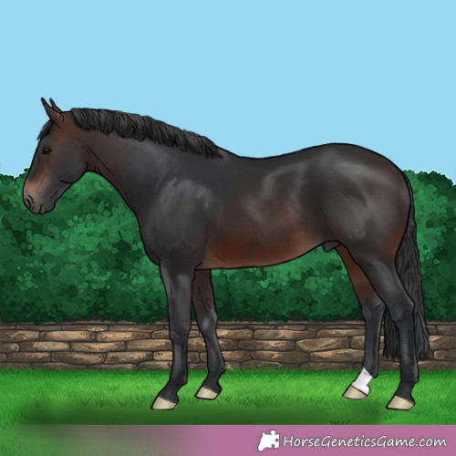 Horse Color:Brown 