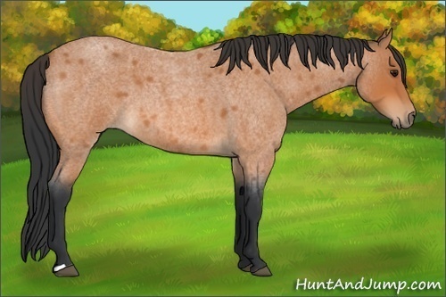 Horse Color:Unknown