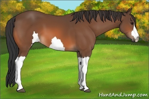 Horse Color: Unknown 