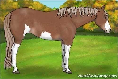 Horse Color:Unknown 