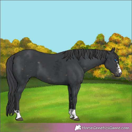 Horse Color:Black Merle