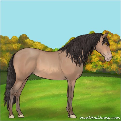 Horse Color:Unknown