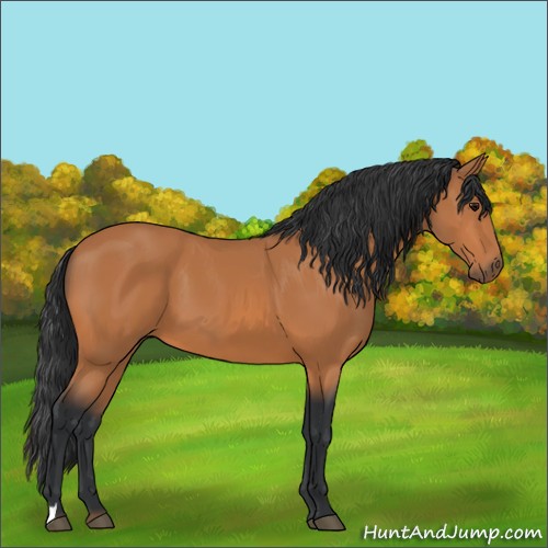 Horse Color:Unknown 