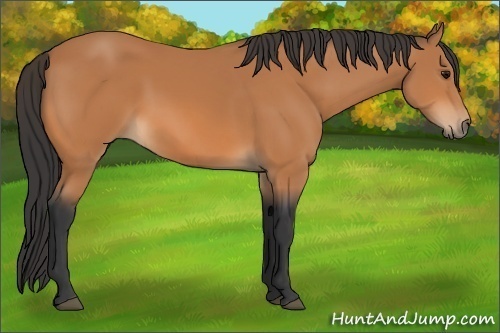 Horse Color:Unknown 