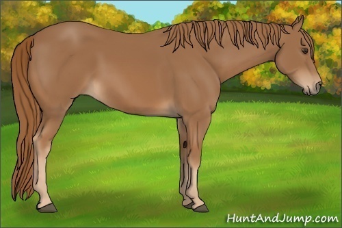 Horse Color:Unknown 