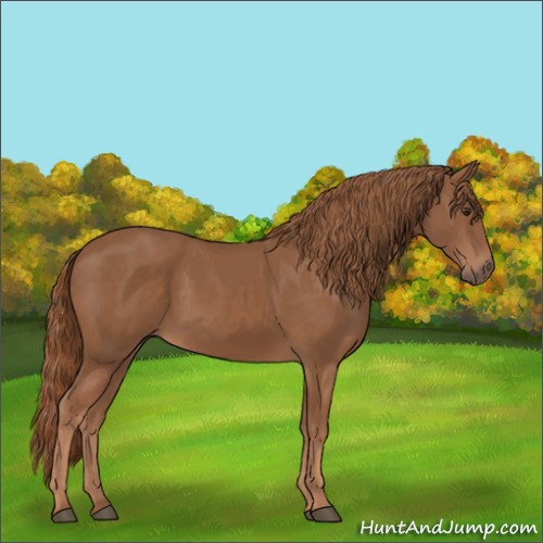 Horse Color: Unknown 