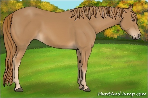 Horse Color:Unknown 