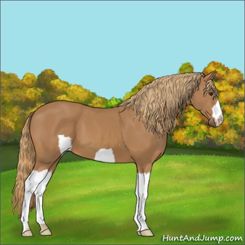 Horse Color: Unknown 
