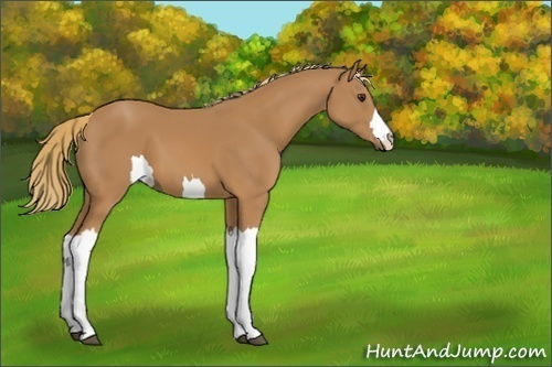 Horse Color:Unknown 