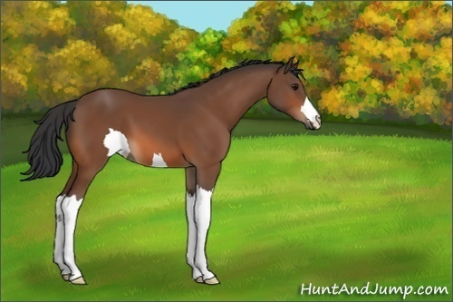 Horse Color:Unknown 