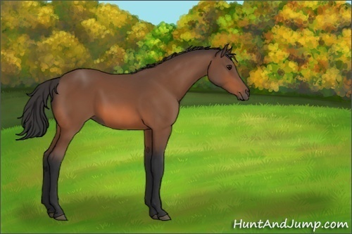 Horse Color:Unknown 