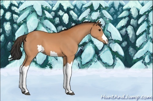 Horse Color:Unknown 