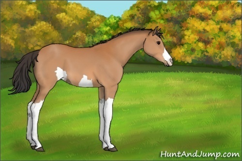 Horse Color:Unknown 