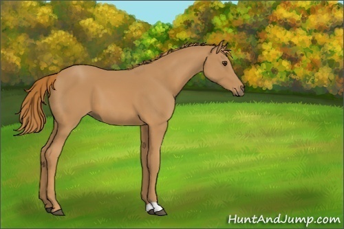 Horse Color:Unknown 