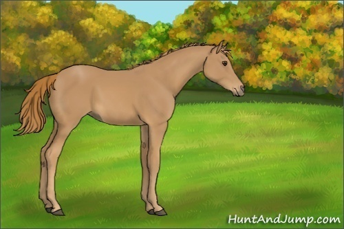 Horse Color:Unknown 