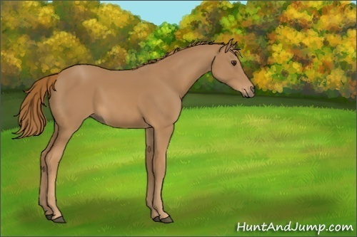 Horse Color:Unknown 
