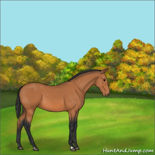 Horse Color:Unknown 