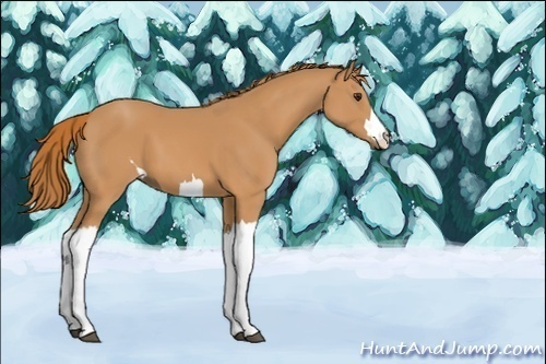 Horse Color:Unknown 