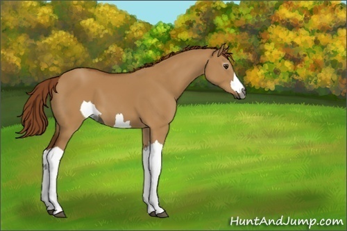 Horse Color:Unknown 