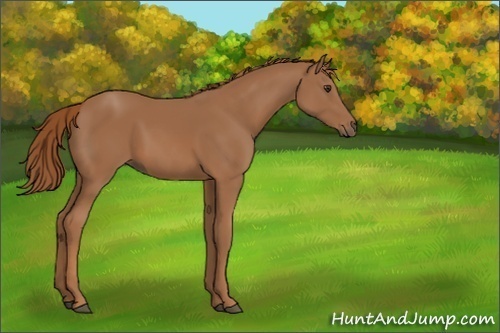Horse Color:Unknown 