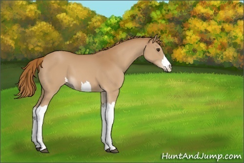 Horse Color:Unknown 