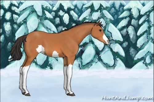 Horse Color:Unknown 