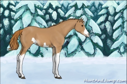 Horse Color:Unknown 