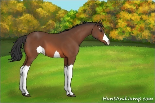 Horse Color:Unknown 