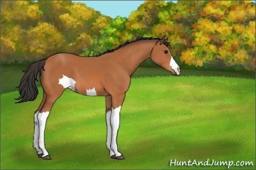 Horse Color:Unknown 