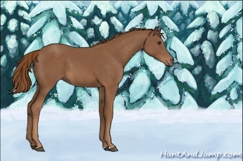 Horse Color:Unknown 