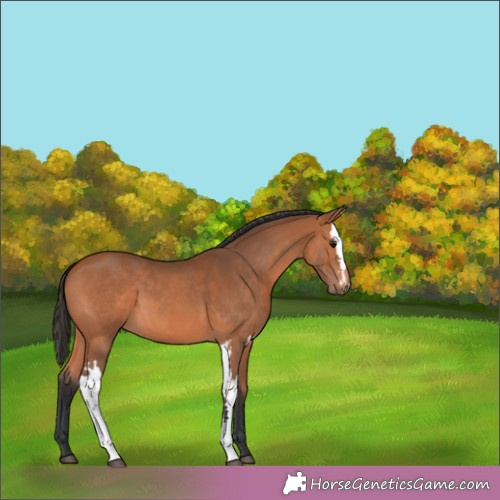 Horse Color:Unknown 