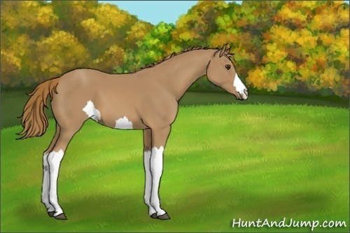 Horse Color:Unknown 
