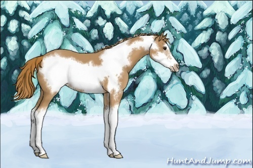 Horse Color:Unknown 