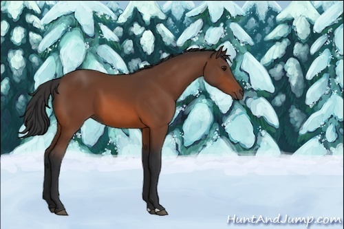 Horse Color:Unknown 
