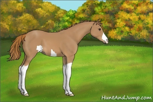 Horse Color:Unknown 