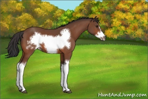 Horse Color:Unknown 
