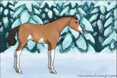 Horse Color:Unknown 