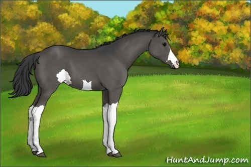 Horse Color:Unknown 