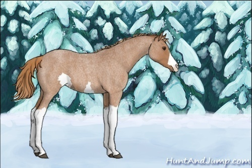 Horse Color:Unknown 