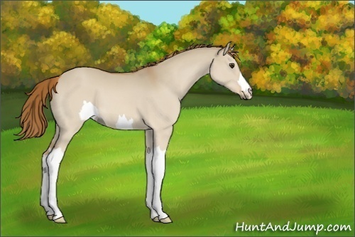 Horse Color:Unknown 
