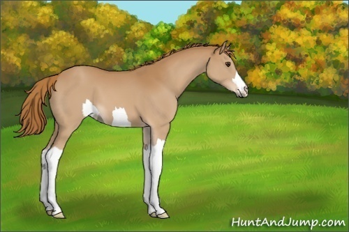 Horse Color:Unknown 