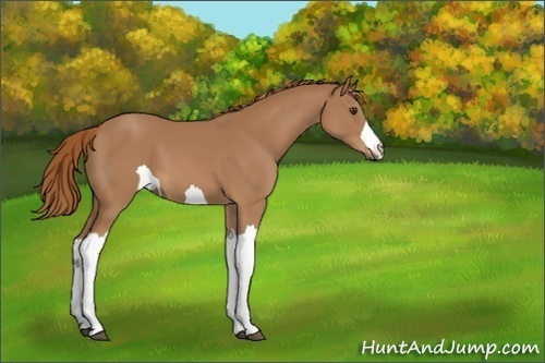 Horse Color:Unknown 