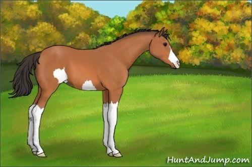 Horse Color:Unknown 