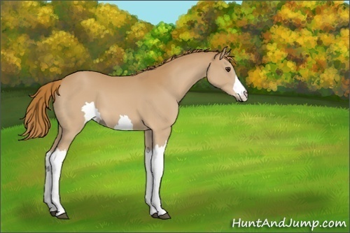 Horse Color:Unknown 