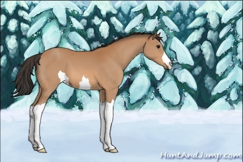 Horse Color:Unknown 